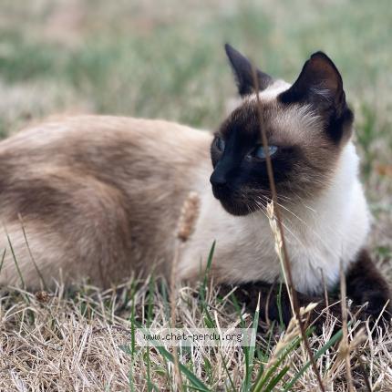 Photo 1/1 Chat retrouvé Perdu à Nice