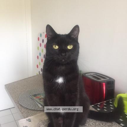 Photo 1/1 Chat retrouvé Perdu à Issy Les Moulineaux