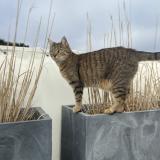 Photo de chat perdu à St Philibert