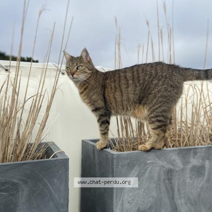 Photo 1/1 Chat retrouvé Perdu à St philibert