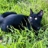 Photo de chat perdu à Sainte Luce Sur Loire