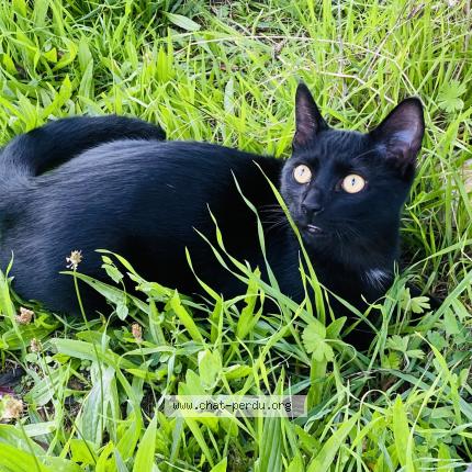 Photo 1/1 Chat retrouvé Perdu à Sainte luce sur loire