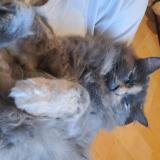 Photo de chat perdu à Soustons