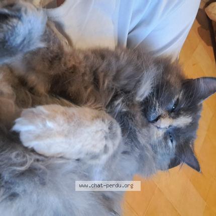 Photo 1/1 Chat retrouvé Perdu à Soustons