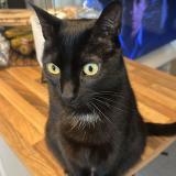 Photo de chat perdu à Plechatel