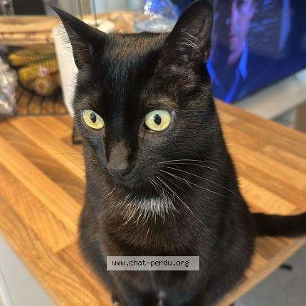 Photo 1/1 Chat retrouvé Perdu à Plechatel
