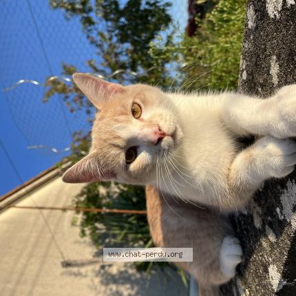 Photo 1/1 Chat retrouvé Perdu à Cormeray