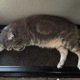 Photo de chat perdu à Escondido