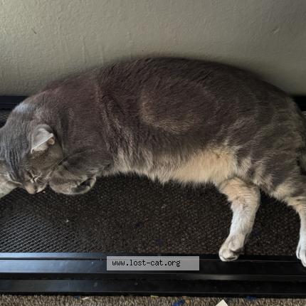 Photo 1/1 Sol Chat perdu à Escondido