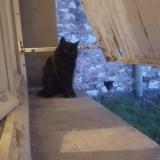 Photo de chat trouvé à Carmaux