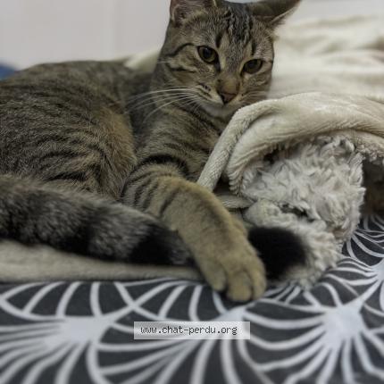 Photo 1/1 Chat retrouvé Perdu à Antony