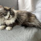 Photo de chat perdu à Saint Leonard