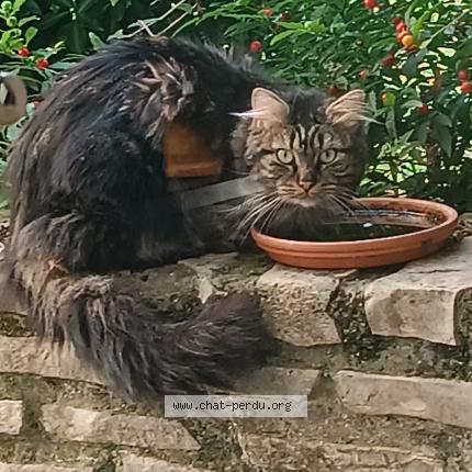 Photo 1/2 Chat trouvé Trouvé à Paris