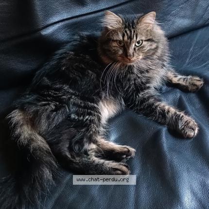 Photo 2/2 Chat trouvé Trouvé à Paris