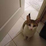 Photo de chat perdu à Divatte Sur Loire