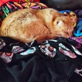 Photo de chat perdu à Las Vegas