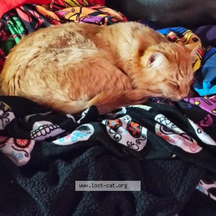 Photo 1/1 Larry moe Chat perdu à Las vegas