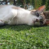 Photo de chat perdu à Caudan