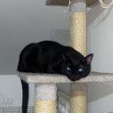 Photo de chat perdu à Montereau Fault Yonne