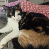 Photo de chat perdu à Argentan