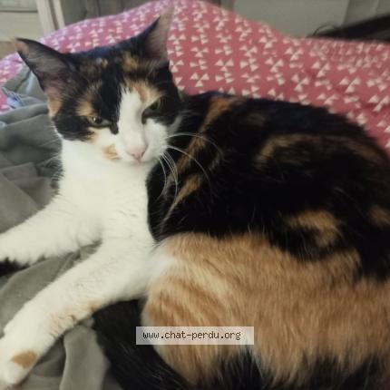 Photo 1/1 Chat retrouvé Perdu à Argentan