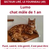 Photo de chat perdu à Lire