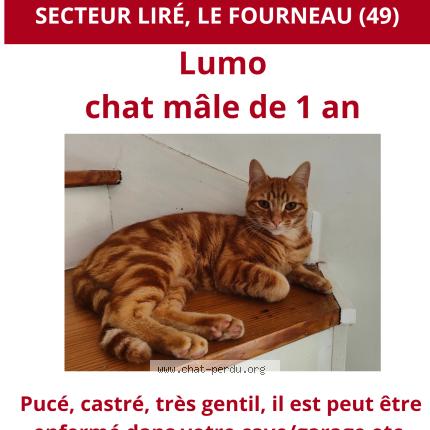 Photo 1/1 Chat retrouvé Perdu à Lire