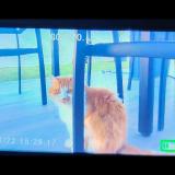 Photo de chat perdu à Cuers