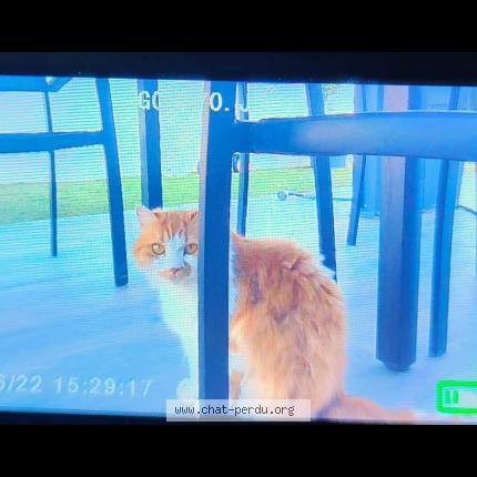 Photo 1/1 Chat retrouvé Perdu à Cuers