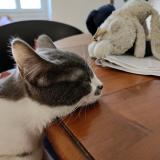 Photo de chat perdu à Malaucene