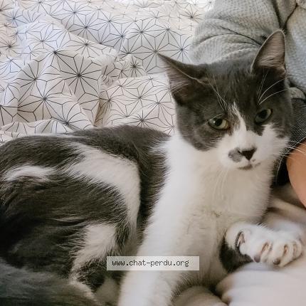 Photo 2/2 Chat retrouvé Perdu à Malaucene