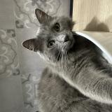 Photo de chat perdu à Domfront En Champagne