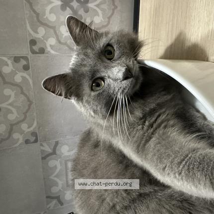 Photo 1/1 Chat retrouvé Perdu à Domfront en champagne