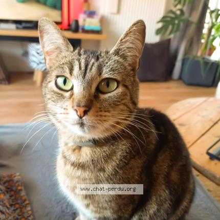 Photo 1/1 Chat retrouvé Perdu à Tourcoing