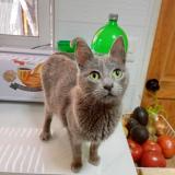 Photo de chat perdu à Santiago