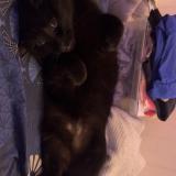 Photo de chat perdu à Ormesson Sur Marne