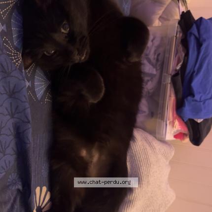 Photo 1/1 Chat retrouvé Perdu à Ormesson sur marne