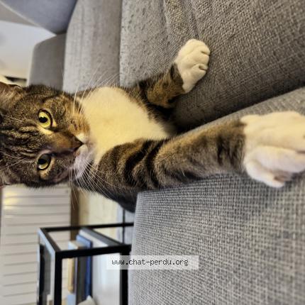 Photo 1/1 Chat retrouvé Perdu à Mancy