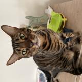 Photo de chat perdu à Valbonne