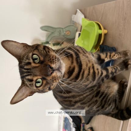 Photo 1/1 Chat retrouvé Perdu à Valbonne