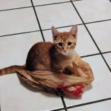 Photo de chat perdu à Boiling Springs