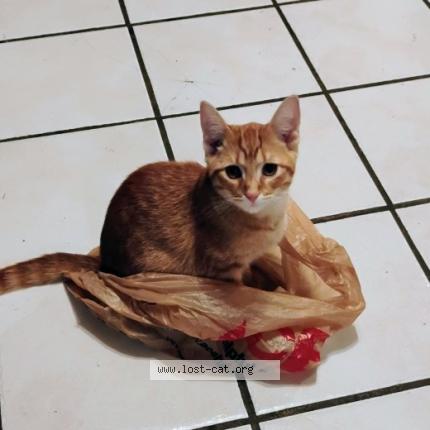 Photo 1/1 Puppy Chat perdu à Boiling springs