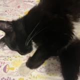 Photo de chat perdu à Puyallup