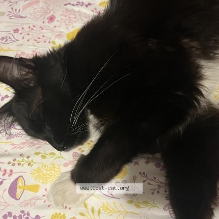 Photo 1/1 Nebula Chat perdu à Puyallup