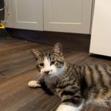 Photo de chat perdu à Kalispell