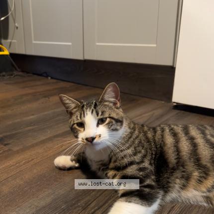 Photo 1/1 Pumbaa Chat perdu à Kalispell