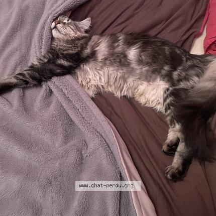 Photo 1/1 Chat retrouvé Perdu à Combovin