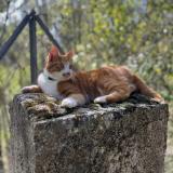 Photo de chat perdu à Castries