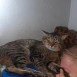 Photo de chat perdu à Pretoria