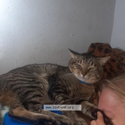 Photo 1/1 Elvin Chat perdu à Pretoria